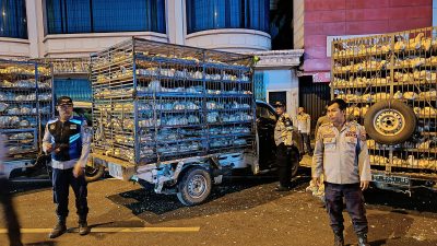 Bongkar Muat di Jalan, 15 Pickup Angkutan Ayam Ditilang