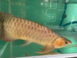 Dugaan Pemalsuan Dokumen dan Penyelundupan Ikan Arwana di Bandara Supadio