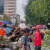 Angin Kencang Tumbangkan Sejumlah Pohon di Pontianak