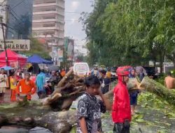 Angin Kencang Tumbangkan Sejumlah Pohon di Pontianak