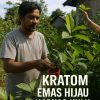 Mengenal Daun Kratom, Emas Hijau dari Kapuas Hulu