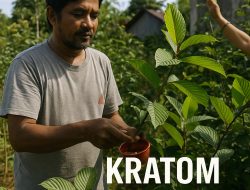 Mengenal Daun Kratom, Emas Hijau dari Kapuas Hulu
