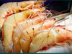 13 Ton Udang Merah Kupas dari Kalbar Tembus Pasar Taiwan
