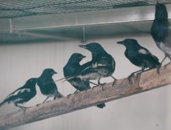 Karantina Kalbar Gagalkan Penyelundupan Ratusan Ekor Burung