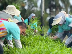 Galakkan Tanaman Hortikultura, PKK Pontianak Ajak Manfaatkan Pekarangan