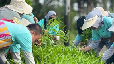 Galakkan Tanaman Hortikultura, PKK Pontianak Ajak Manfaatkan Pekarangan