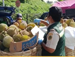 Ekspor Buah Langsat dan Durian Melejit Jelang Nataru