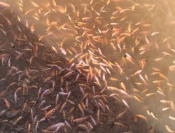 Kisah Hanafi dan Sungai Kapuas Menjelma Jadi Lumbung Rezeki