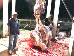 Pernah Bersertifikasi Internasional, Legislator Munaji Desak Optimalisasi Fasilitas RPH Pontianak Utara