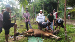 YBM PLN Kalbar-Muslimat NU Salurkan Kurban di Pedalaman Kayong Utara