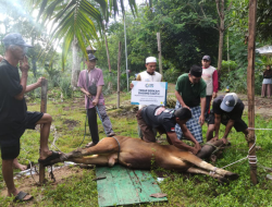YBM PLN Kalbar-Muslimat NU Salurkan Kurban di Pedalaman Kayong Utara