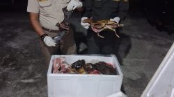 Petugas Karantina Kalbar Gagalkan Peredaran Telur Penyu dan Daging Satwa