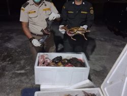 Petugas Karantina Kalbar Gagalkan Peredaran Telur Penyu dan Daging Satwa