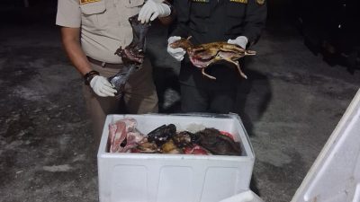 Petugas Karantina Kalbar Gagalkan Peredaran Telur Penyu dan Daging Satwa
