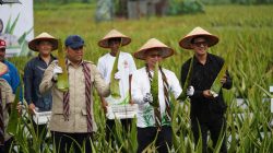 Panen Lida Buaya, Pontianak Utara Tetap Jadi Sentra Hortikultura