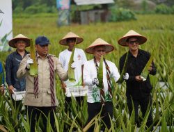 Panen Lida Buaya, Pontianak Utara Tetap Jadi Sentra Hortikultura