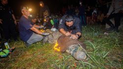 Buaya Muara Tersangkut Jaring Nelayan Berhasil Dievakuasi