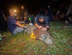Buaya Muara Tersangkut Jaring Nelayan Berhasil Dievakuasi