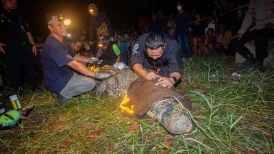 Buaya Muara Tersangkut Jaring Nelayan Berhasil Dievakuasi