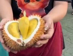 Mengenal Durian Terbaik asal Balai Karangan