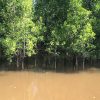 Eksplorasi Desa Medan Mas Kubu Raya: Simpan 12 Jenis Mangrove hingga Potensi Produk Hasil Hutan Bukan Kayu