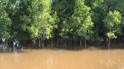 Eksplorasi Desa Medan Mas Kubu Raya: Simpan 12 Jenis Mangrove hingga Potensi Produk Hasil Hutan Bukan Kayu