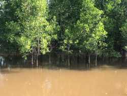 Eksplorasi Desa Medan Mas Kubu Raya: Simpan 12 Jenis Mangrove hingga Potensi Produk Hasil Hutan Bukan Kayu