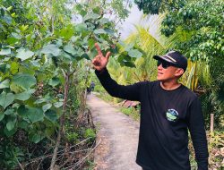 Keseriusan Desa Medan Mas Jaga 182 Hektare Hutan Mangrove Hingga Menarik Wisatawan dari Afrika