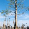 Menembus Ombak Laut, Misi Penyelamatan Bruguiera Hainesii di Desa Tanjung Harapan, Mangrove Paling Langka di Dunia