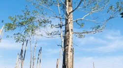 Menembus Ombak Laut, Misi Penyelamatan Bruguiera Hainesii di Desa Tanjung Harapan, Mangrove Paling Langka di Dunia
