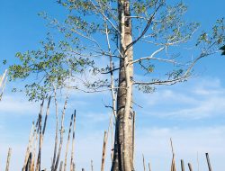 Menembus Ombak Laut, Misi Penyelamatan Bruguiera Hainesii di Desa Tanjung Harapan, Mangrove Paling Langka di Dunia
