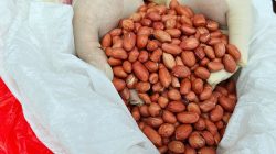 Cegah Hama dan Penyakit, Karantina Kalbar Amankan Produk Pertanian Impor