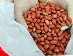 Cegah Hama dan Penyakit, Karantina Kalbar Amankan Produk Pertanian Impor